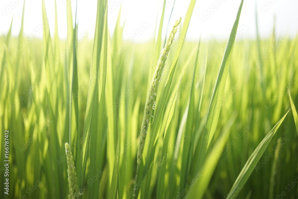 Green paddy field on summer in Kanagawa, Japan. Green paddy field on summer in Kanagawa, Japan.