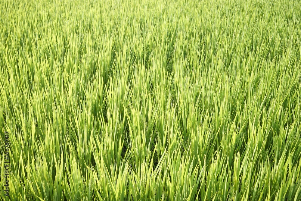 Green paddy field on summer in Kanagawa, Japan. Green paddy field on summer in Kanagawa, Japan.