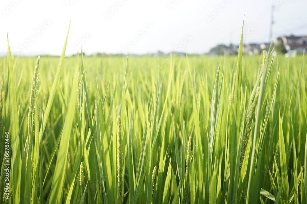 Green paddy field on summer in Kanagawa, Japan. Green paddy field on summer in Kanagawa, Japan.