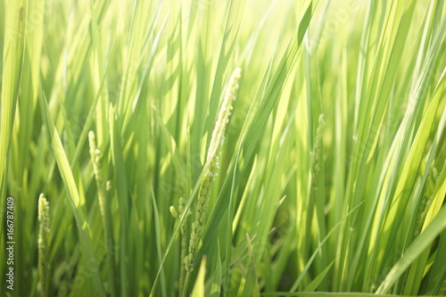 Green paddy field on summer in Kanagawa, Japan.