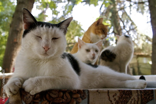 Fotografie Colonia felina