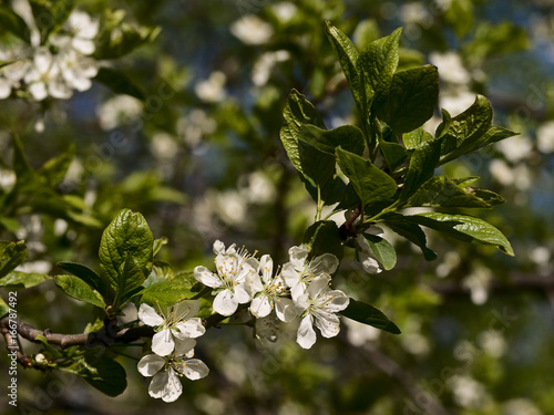 Spring flowers of plum