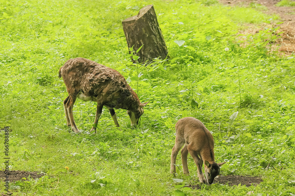 Deer Sniffs around the forest