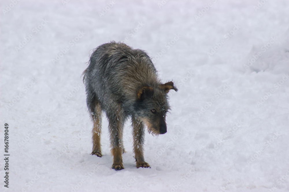 Naklejka premium Stray dogs on street