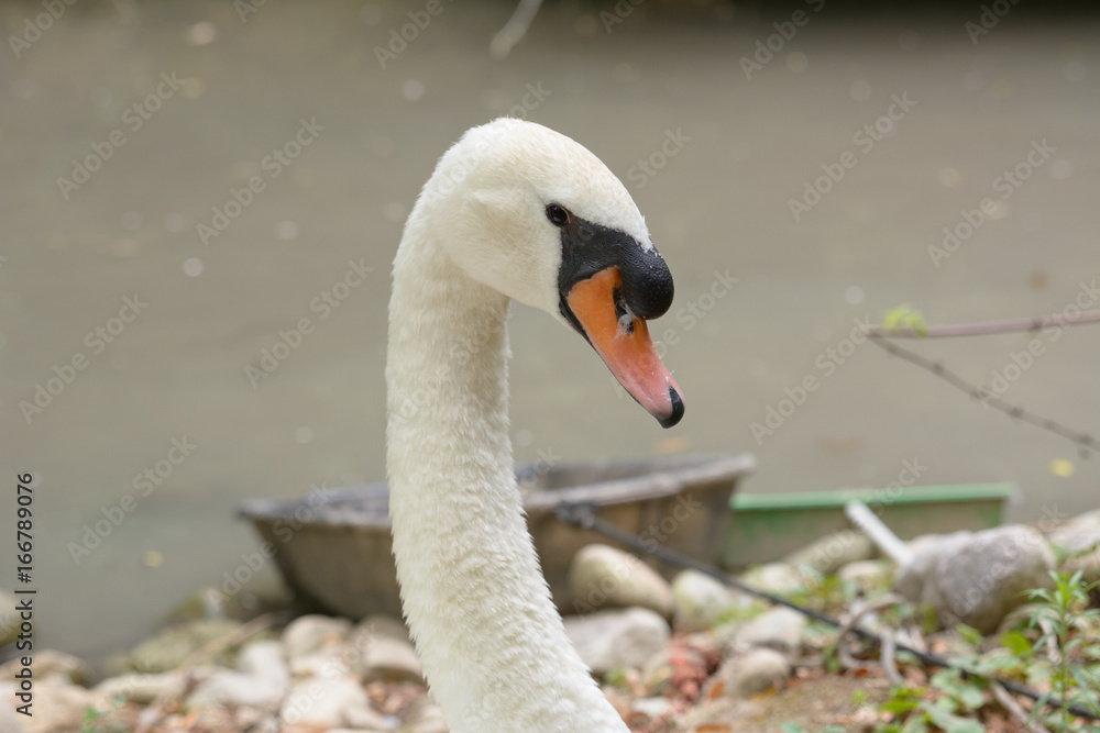 Obraz premium Swan 