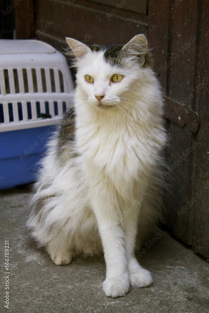 Fototapeta premium Colonia felina