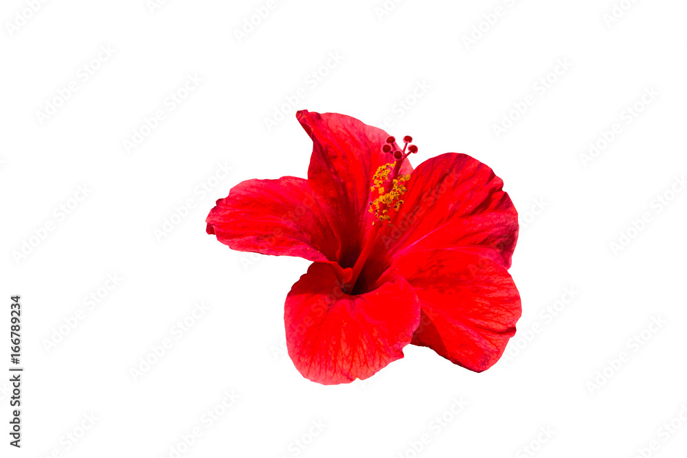 flower of hibiskus isolated on the white background flower of hibiskus isolated on the white background