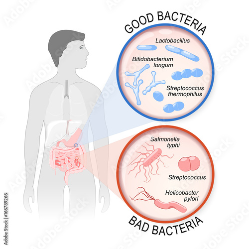 Probiotics. gut flora: Good and Bad bacteria. photo