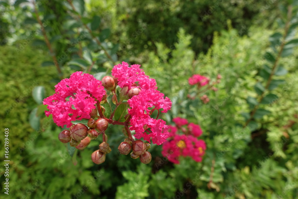 夏の公園散歩 夏の公園散歩
