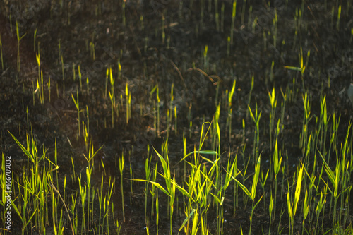 Evening grass in the burned hill
