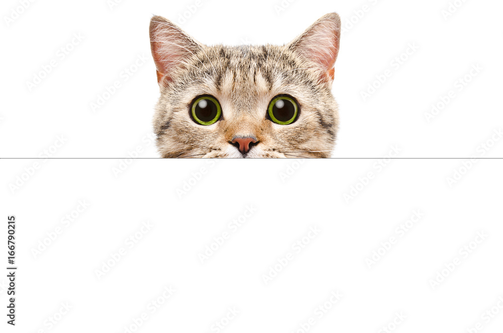 Naklejka premium Portret kota szkockiego Straight zerkając zza transparentu, samodzielnie na białym tle