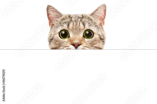 Portrait of a Scottish Straight cat peeking from behind a banner, isolated on white background