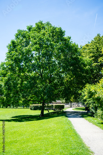 trees in park with path