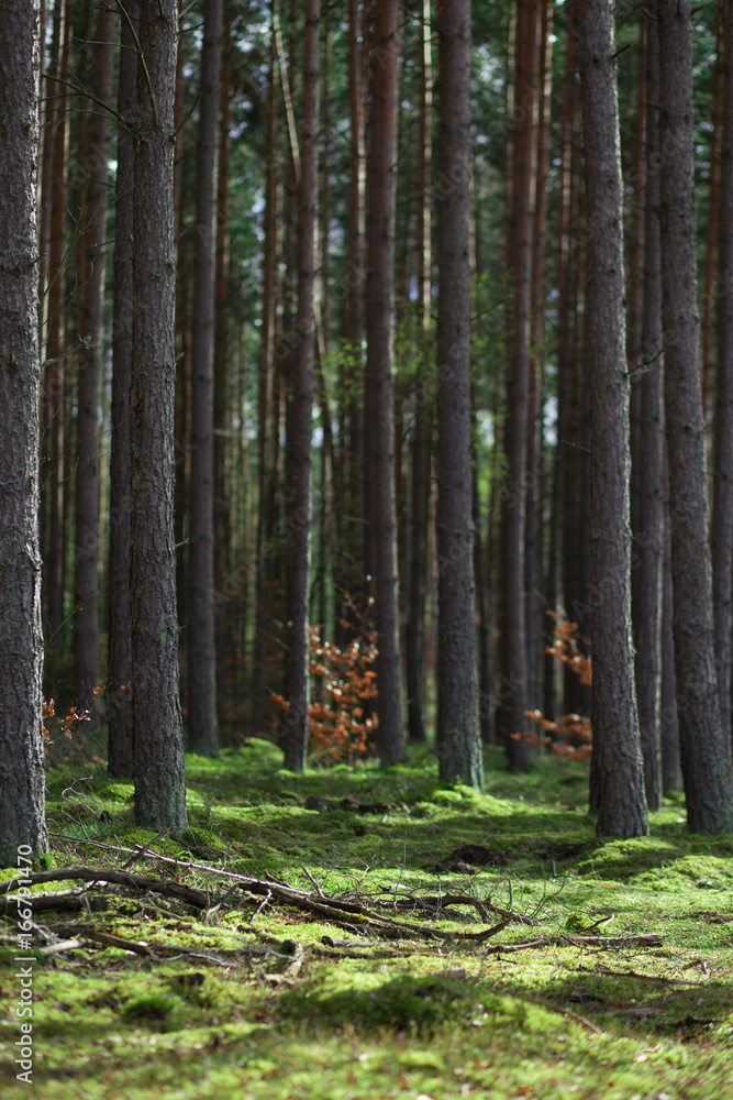 Fototapeta premium las