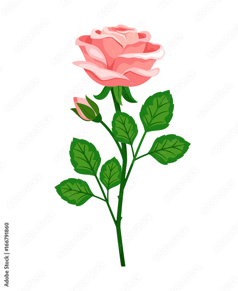 Fototapeta premium Beautiful pink rose with bud on white background