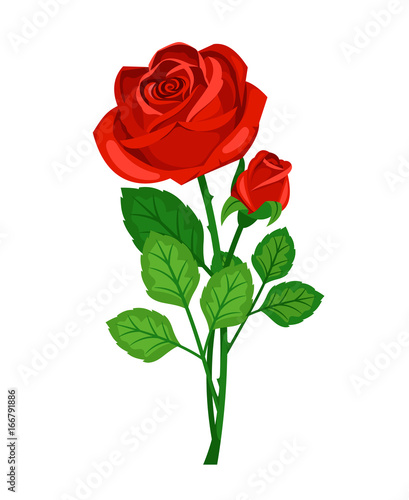 Beautiful red rose with bud on white background