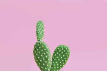 Close up of cactus plant on pink background