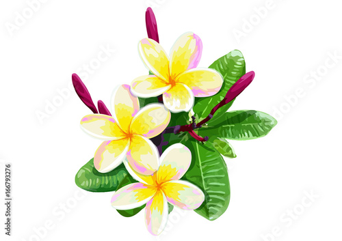 Plumeria-vector