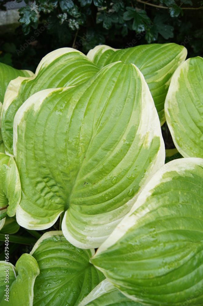 Fototapeta premium Funkie, Hosta, Blatt