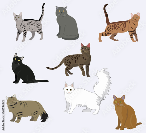 Fototapeta Naklejka Na Ścianę i Meble -  Set of cute cartoon kitties or cats with different colored fur and markings standing sitting or walking vector illustrations