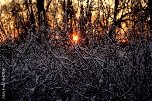 Sun and winter bush