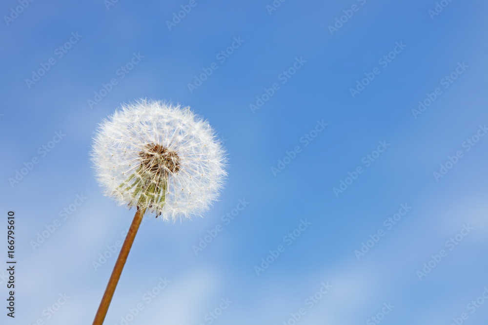 Schöne Pusteblume