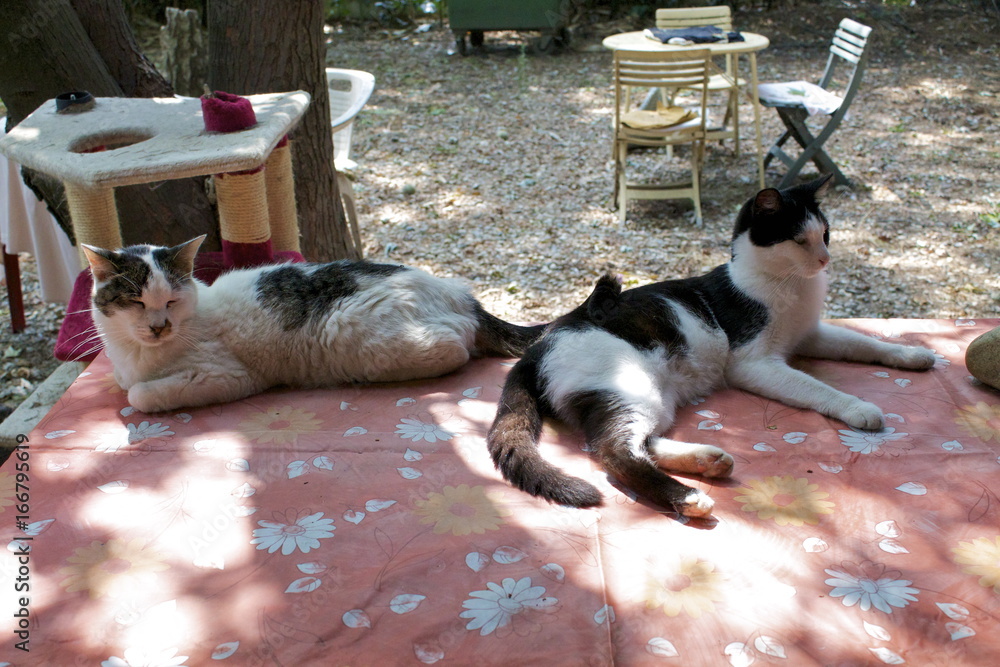 Obraz premium Colonia felina