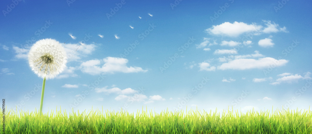 Fototapeta premium Piękny mniszek lekarski