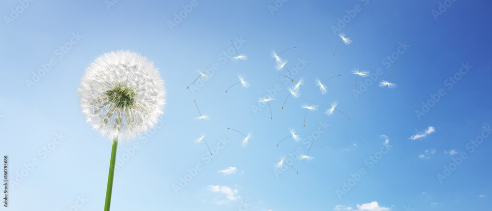 Schöne Pusteblume Schöne Pusteblume