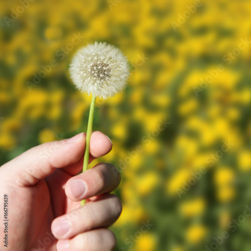 Fototapeta Naklejka Na Ścianę i Meble -  Schöne Pusteblume