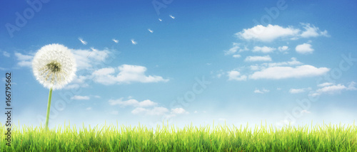 Fototapeta Naklejka Na Ścianę i Meble -  Schöne Pusteblume