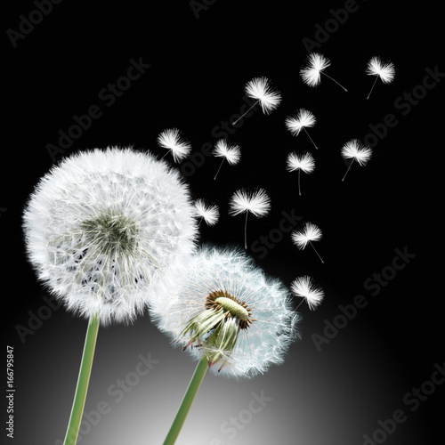 Fototapeta Naklejka Na Ścianę i Meble -  Schöne Pusteblumen