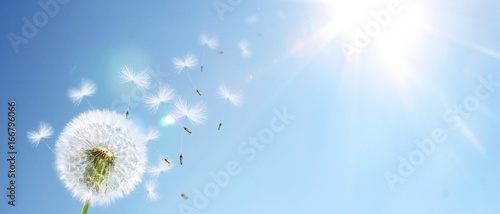 Schöne Pusteblume