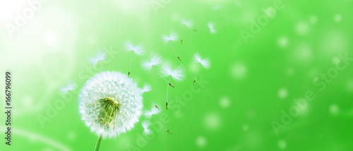 Fototapeta Naklejka Na Ścianę i Meble -  Schöne Pusteblume