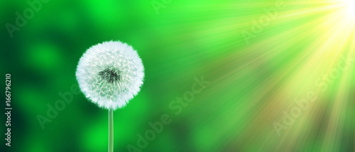 Fototapeta Naklejka Na Ścianę i Meble -  Schöne Pusteblume