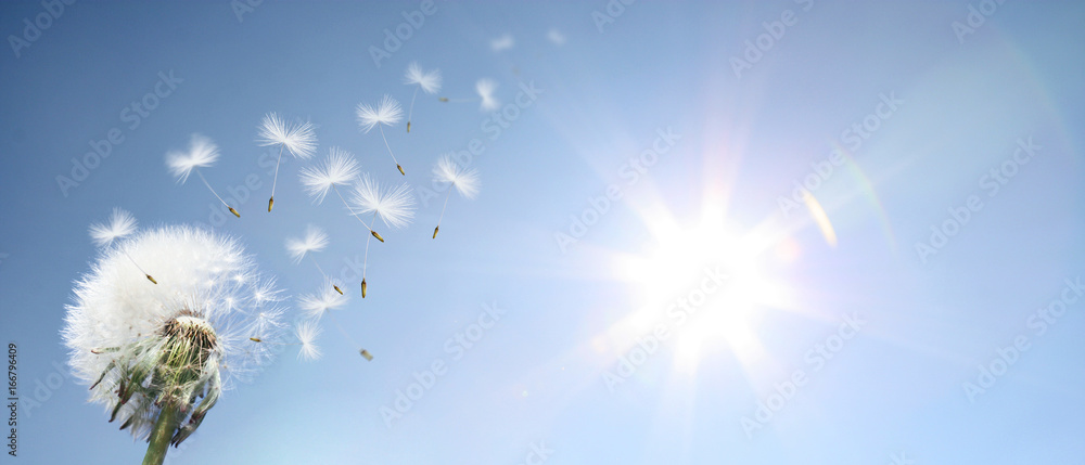 Fototapeta premium Piękny mniszek lekarski