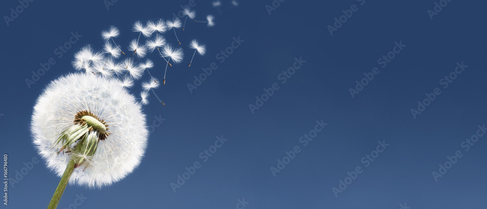 Obraz premium Schöne Pusteblume