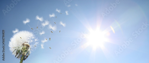 Fototapeta Naklejka Na Ścianę i Meble -  Schöne Pusteblume