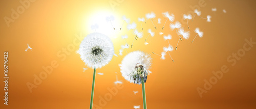 Fototapeta Naklejka Na Ścianę i Meble -  Schöne Pusteblumen beim Sonnenuntergang