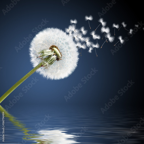 Fototapeta Naklejka Na Ścianę i Meble -  Schöne Pusteblume