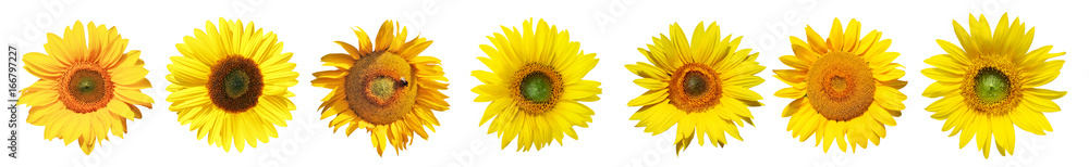 Fototapeta premium Sonnenblumen auf weissem Hintergrund