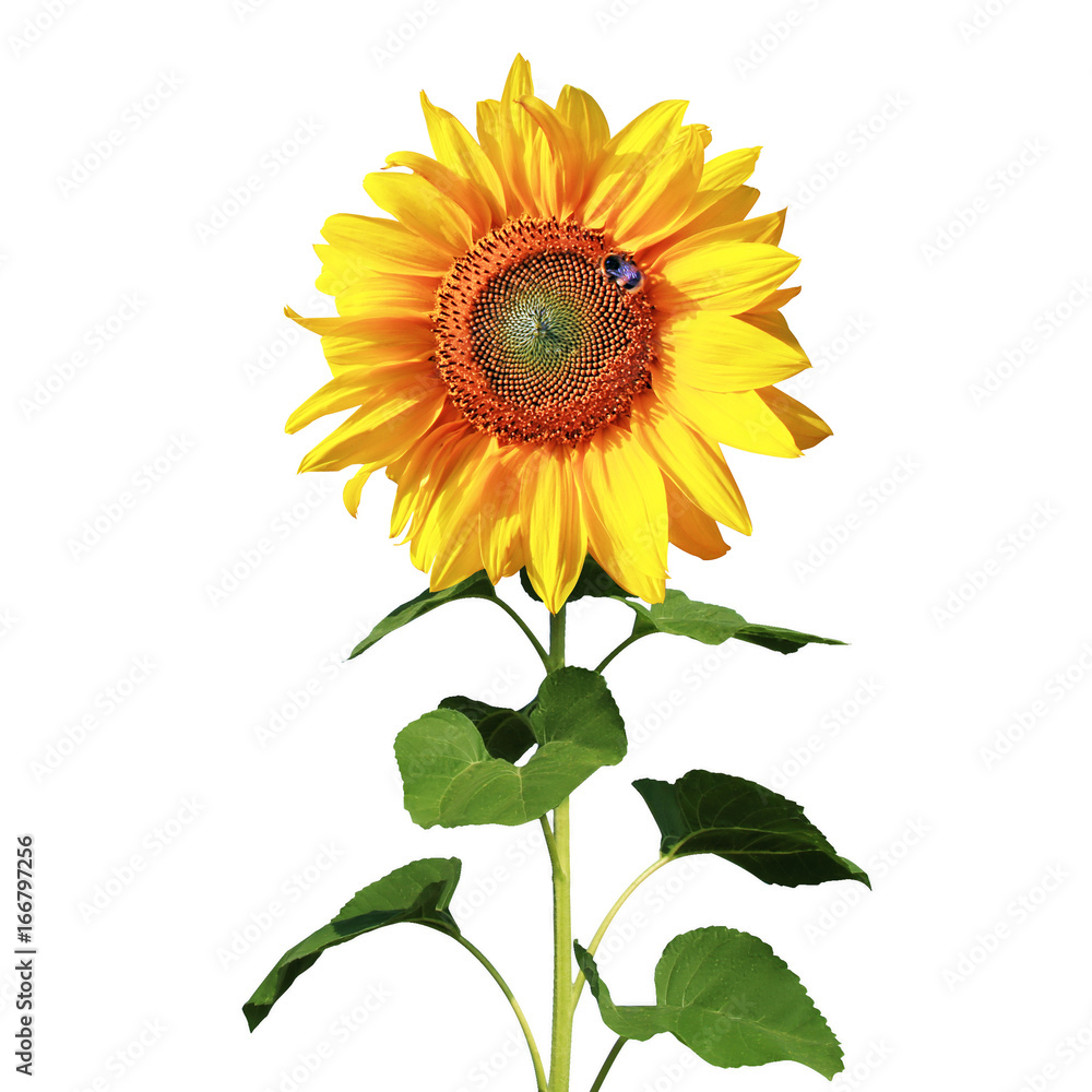 Obraz premium Wunderschöne Sonnenblume mit einer Biene