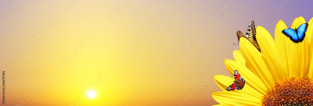 Fototapeta premium Wunderschöne Sonnenblume mit Schmetterlingen