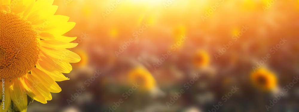 Fototapeta premium Wunderschöne Sonnenblumen