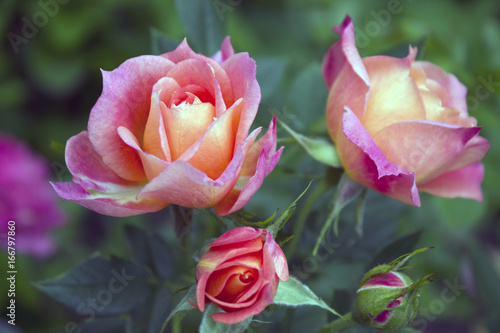 Delightful pink peach floribunda rose bush named Briosa in the garden. Blooming in spring and summer. Garden landscape.