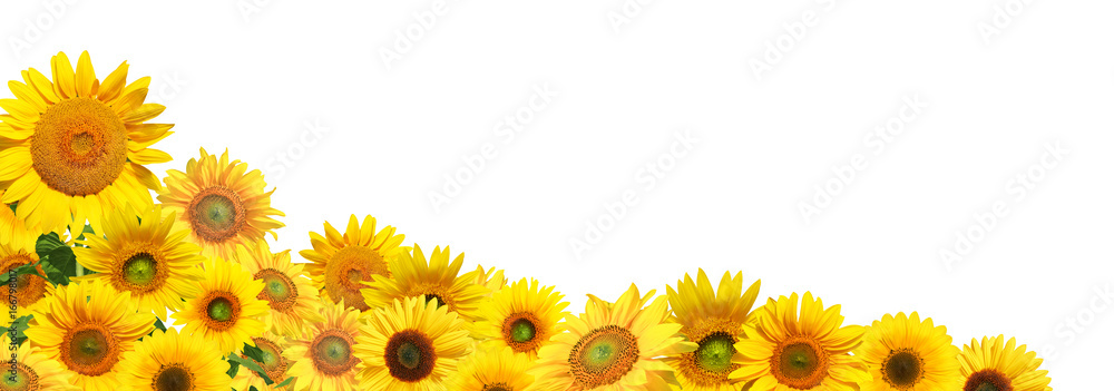 Obraz premium Słoneczniki na białym tle