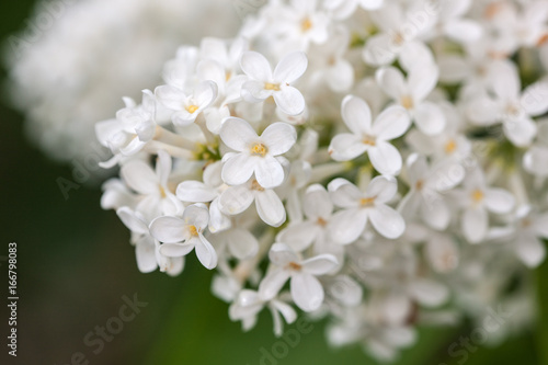 white lilac in the spring