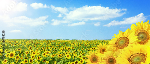 Fototapeta Naklejka Na Ścianę i Meble -  Wunderschöne Sonnenblumen