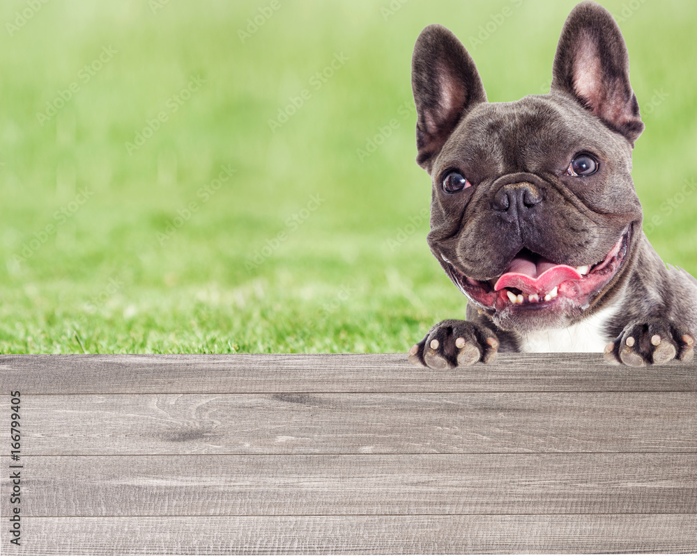 Portrait of a French bulldog dog looking