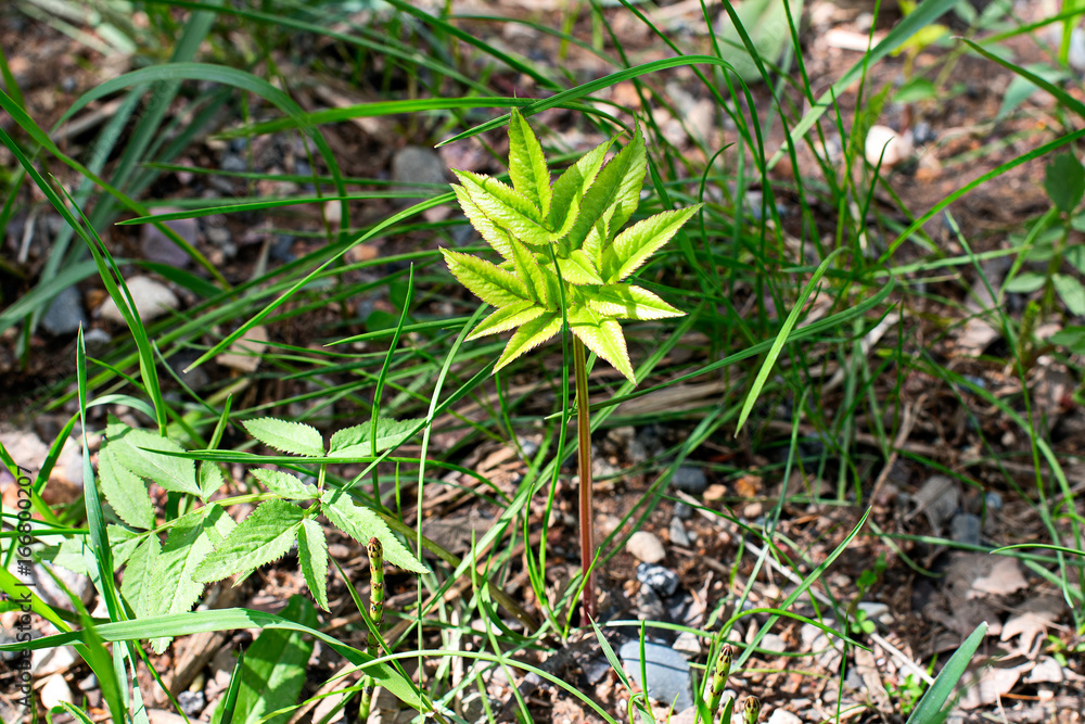 Small sprout plants Rodgersia podophylla Small sprout plants Rodgersia podophylla